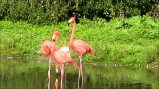 American Flamingo