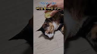 빗질을 좋아하는 고양이 해루 #고양이일상 #해루냥이집사 #장해루 #목욕  #빗질 #고양이 #집사의일상  #집사vlog