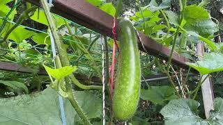 3 Types Of Gourds in Our Garden