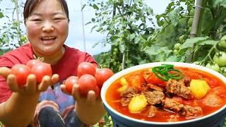 [Xia Jie in northern Shaanxi] The tomatoes in the field have grown a lot. Xia Jie picked a basket a