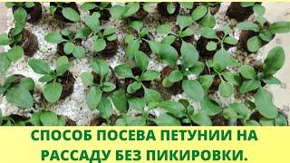 Обязательно сделайте ЭТО при посеве петунии. Рассада будет крепкой и здоровой. Посев без пикировки.