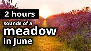 SOUNDS of SUMMER: "A meadow in June" - Birds, Crickets, and Insects - RELAXATION + SLEEP SOUNDS