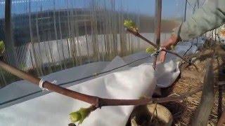 Окончательные результаты перезимовки кустов в моих теплицах. Виноградник Вадима Точилина