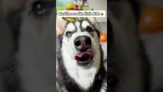 #funny #animlasfunny #funnypets #pets #funnyanmials #shortvideo #funnydogs #shorts #doggys