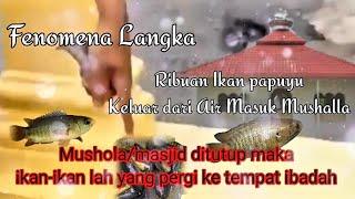 Pertanda Apakah ini‼️ Ribuan Ikan Papuyu/Betok Masuk ke Mushola