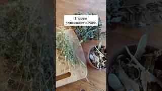 3 травы разжижающие кровь #травы #лекарственныерастения #здоровье #здоровьебезлекарств