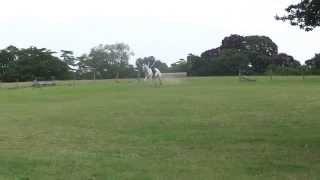 Riding Camp (Day3) XC Training at Snowball Farm - Hugo with Teddy (2)