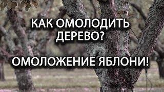 Как омолодить плодовое дерево? Омоложение яблони!