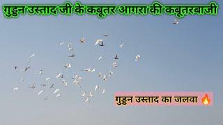 Agra ki kabootarbazi | Agra Pigeons