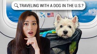 Traveling with your DOG to the USA?  All you need to know