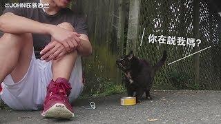 这只野猫为什么从第一天起，就天天来我家呢？ 过分诶！ @John在新西兰/纽西兰Vlog