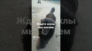 ZOV