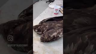 Golden Eagle, crop content removal. Part 1