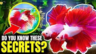 Betta Fish Care: Everything You NEED To Know