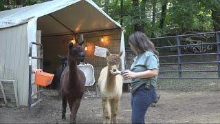 Alpaca farm a hidden East Charlotte gem