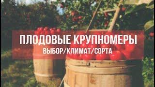 Как выбрать плодовые крупномеры: сорта, климат, подвои, плодоношение?