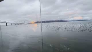 Starlings perform synchronized sky show near Astoria-Megler Bridge