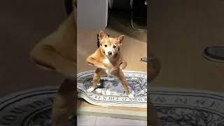 광란의 댄스파티 #유기견 #유기묘 #코숏 #믹스 #강아지 #고양이