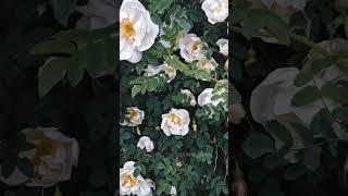 Летняя красота в Ликино-Дулёво 
