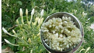 Chinna mallelu /small jasmine plant and flowers tieing