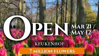 Keukenhof Flower Garden OPEN Mar 21 2024  7 Million Flowers