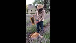 How Can I Tell If It's Honey Or Brood Comb?