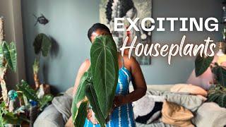 Unique Houseplants for any collection || Favorite plants July 2024