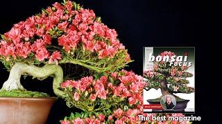 BONSAI FOCUS, the magazine for Bonsai lovers