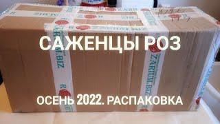 Саженцы роз. Осень 2022. Распаковка