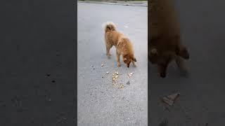 Часто один взгляд собаки, заменяет миллионы пустых человеческих слов...  #собака#собаки#животные#