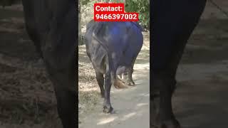 World biggest Udder Murrha Buffalo 23.500 KGs Milk ready,2nd Lactation at a farmer home