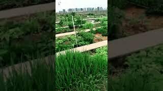 天台菜园