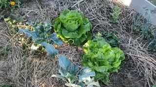 Potager montagne 1000 m Alt avec 30% de pente Pyrénées Ariège avec Terrasses