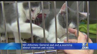 Pet Scam: New Hampshire AG Warns About Fake Internet Listings For Purebred Puppies, Kittens