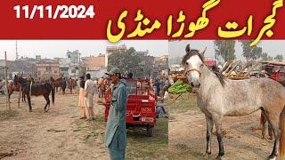 Gujarat horse mandi 11 11 2024/funny horse mandi/janwarmandi pk/Shazar Riaz official