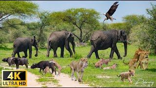 4K African Wildlife: Volcanoes National Park, Africa - Scenic Wildlife Film With African Music