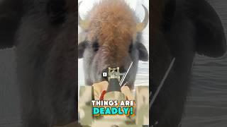 THESE BISON ARE INDESTRUCTIBLE!!! The Hunter: Call of the Wild