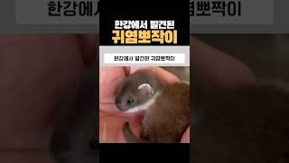 한강에서 발견된 귀염뽀짝이 #쇠족제비