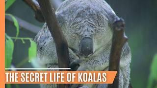 The Rise of a Young Koala - A Survival Story | Full Documentary