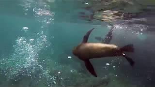 Freediving and playing with sea lions at Galapagos