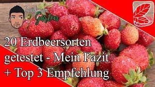 Welche Erdbeersorte ist die Beste? 20 Sorten getestet