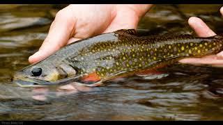 The importance of isolation, drift, and genetics for conservation of native Brook Trout