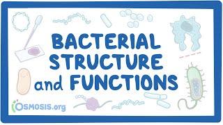 Bacterial Structure and Functions