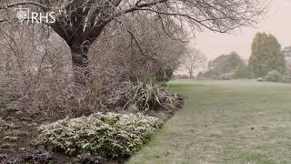 Slow TV: Snowfall | RHS Garden Hyde Hall | Royal Horticultural Society