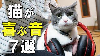 猫が好きな音ってどんな音？猫が心地よく感じる音７選【保護猫】