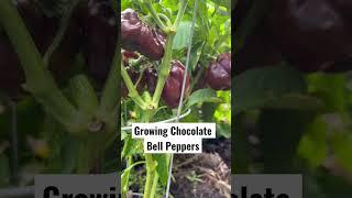 How To Grow More Than What The Grocery Store Has When You Start A Garden|#inmygarden #organicgarden