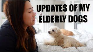 Updates Of My Elderly Dogs