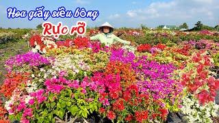 Hoa giấy nhiều loại màu sắc rực rỡ giá miễn phí ship..14/110969553364.Thủy-Lê