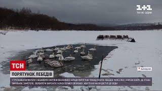 Новини України: у Трускавці небайдужі намагаються врятувати лебедів від холодної загибелі