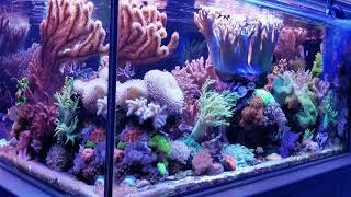 MikeC Soft Coral Reef Tank